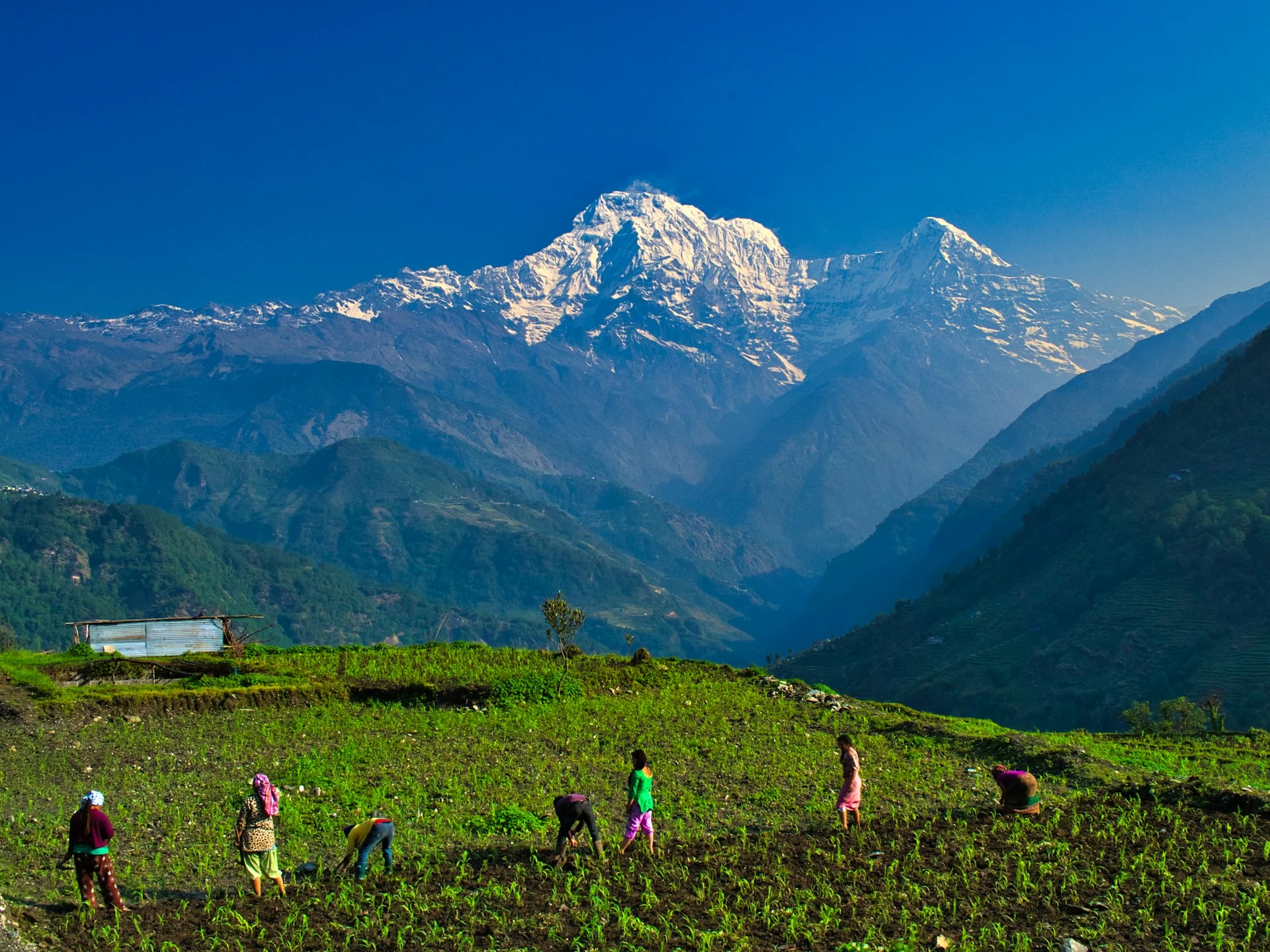 mardi-himal-trail1