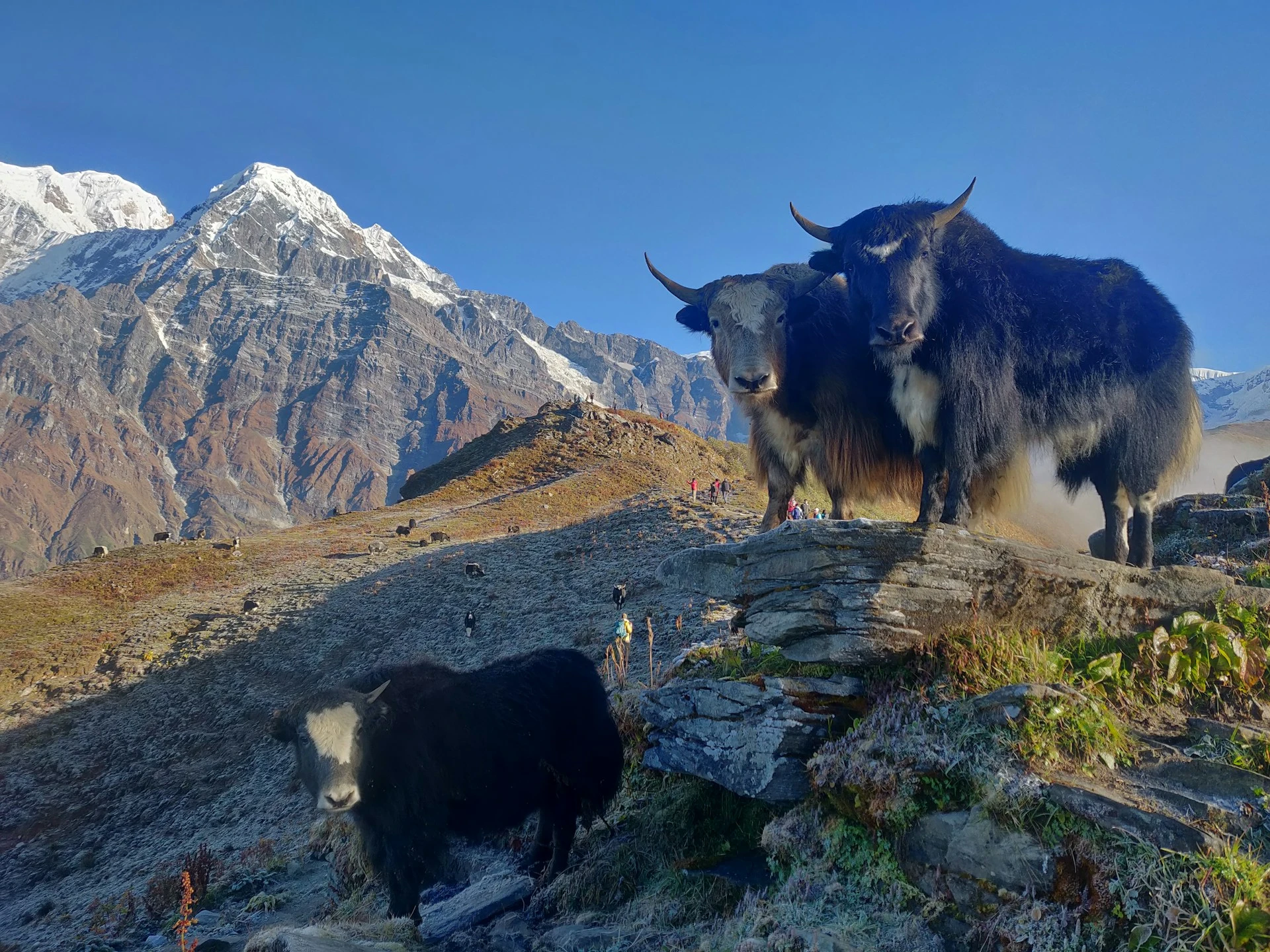 mardi-himal-trail5