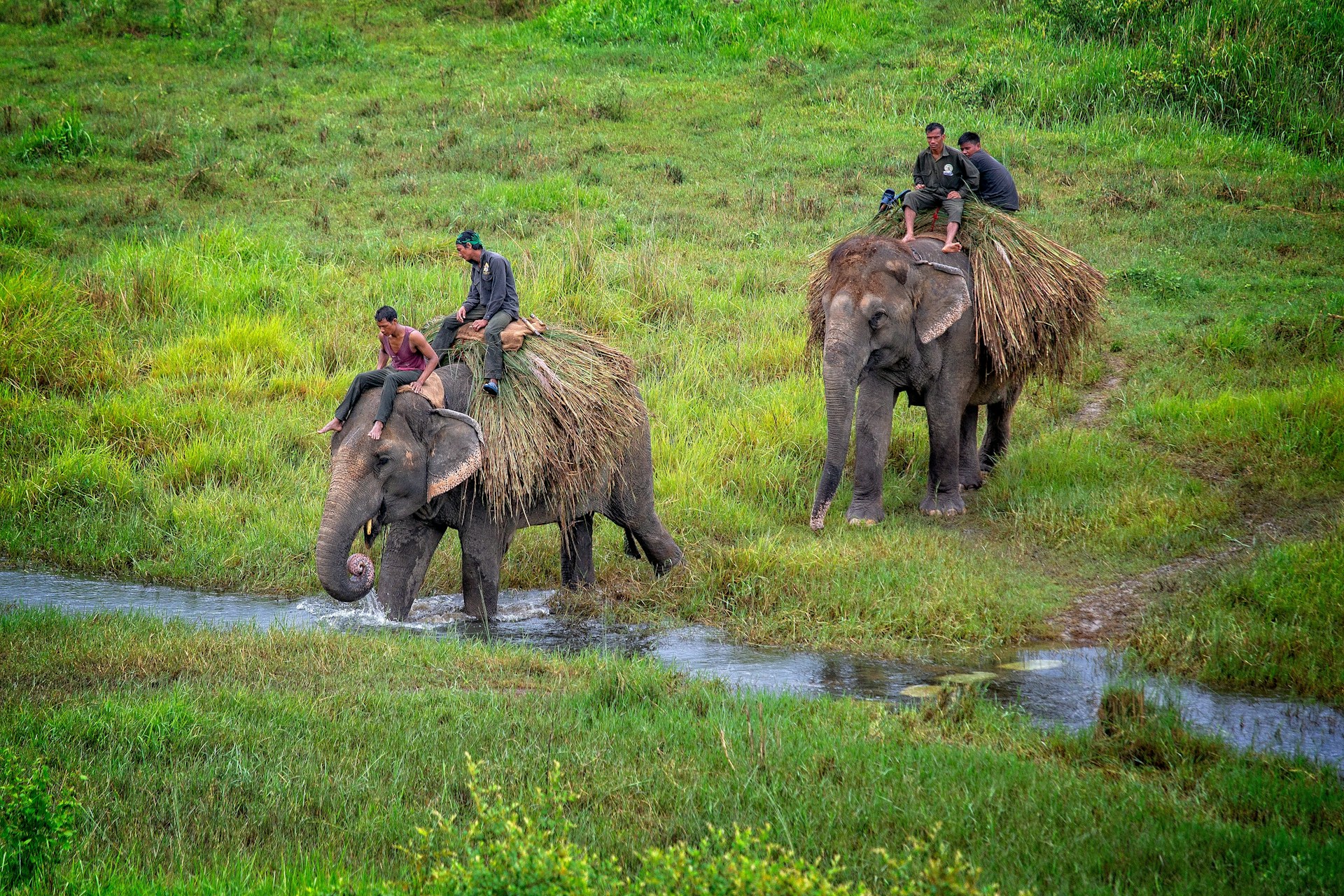 The Ultimate Chitwan National Park Guide: Wildlife, Culture, and Ethical Travel Tips